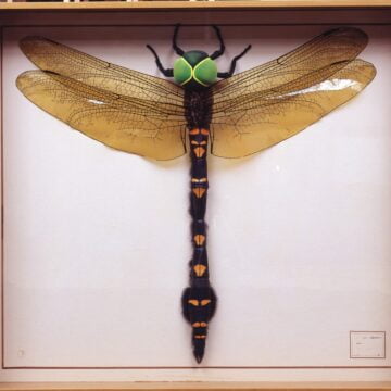 Ghibaudo, Dario , Libes Nigra (Libelle), 1993, Polyurethan, Holz, Glas, VAF 622, Roverto, Mart