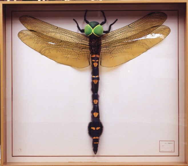 Ghibaudo, Dario , Libes Nigra (Libelle), 1993, Polyurethan, Holz, Glas, VAF 622, Roverto, Mart